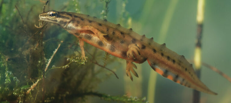Natuurinclusief Hoofdbeeld