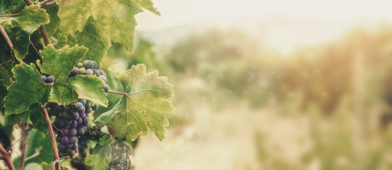 Winepack Hoofdbeeld